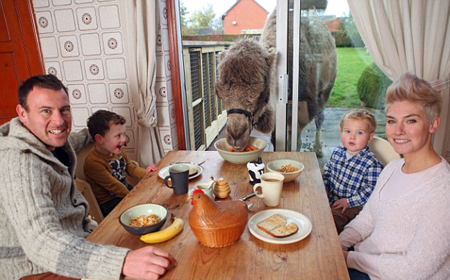 camel2.jpg