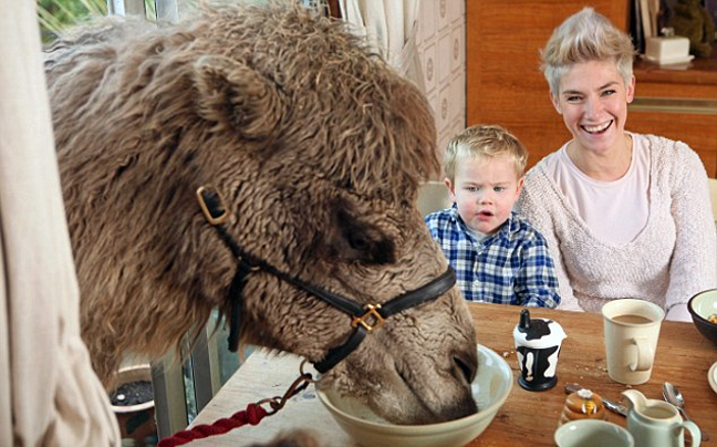 camel3.jpg