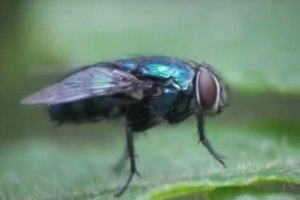 Η σεξουαλική «πείνα» μειώνει το προσδόκιμο ζωής στις μύγες