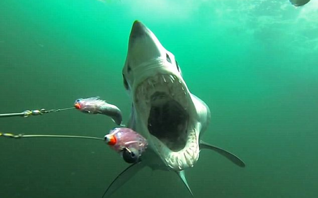 Έτσι είναι όταν σε κυνηγάει και σε τρώει ένας καρχαρίας μάκο!
