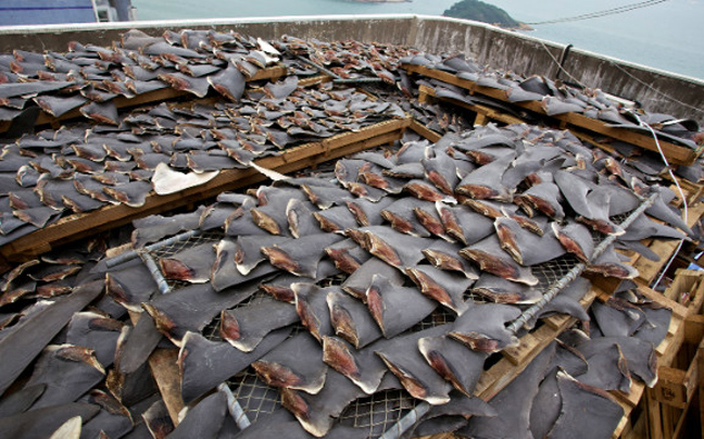 Κινεζική απαγόρευση στα πιάτα με πτερύγια καρχαρία