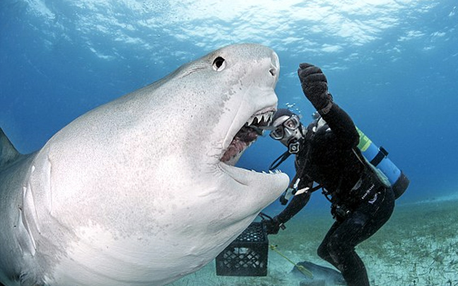 Ταΐζοντας έναν καρχαρία στο&#8230; στόμα