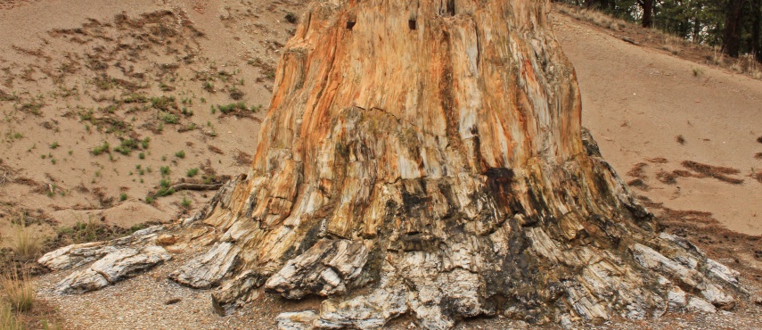 Τα ευρήματα του Απολιθωμένου Δάσους Λέσβου στην έκθεση «ΑΙΓΑΙΟΝ»
