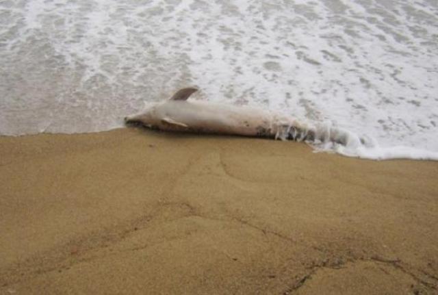 Νεκρό δελφίνι ξεβράστηκε σε παραλία των Χανίων