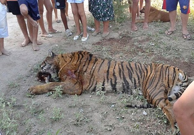 Σκότωσαν τίγρη στην Αργεντινή γιατί θεώρησαν ότι κινδύνευαν