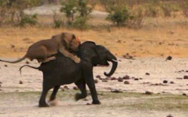 Άνιση μάχη μικρού ελέφαντα με λιοντάρια