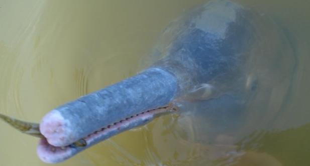 Νέο είδος δελφινιού ανακάλυψαν οι επιστήμονες στη Βραζιλία