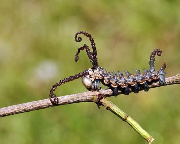 diaforetiko.gr : zoa4a Αξιαγάπητα ζωντανά που γεννούν τρομακτικά μωρά!!