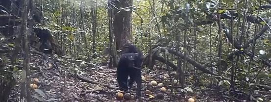 Άγνωστη κοινότητα με τεράστιους χιμπατζήδες βρέθηκε στο Κονγκό