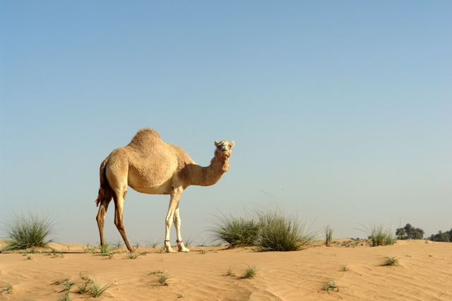 Οι καμήλες και η θέση τους στη Βίβλο