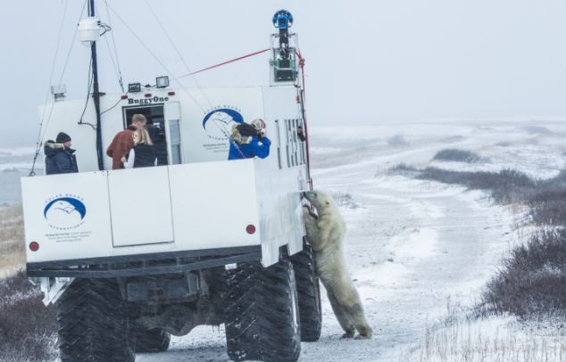 Η Google κινηματογραφεί μέσω SteetView τις πολικές αρκούδες