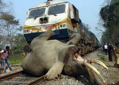 Τρένο σκότωσε τρεις… ελέφαντες στην Ινδία!