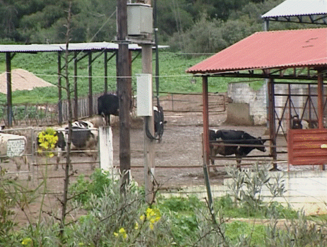 Ανησυχούν οι κάτοικοι της Μαλεσίνας για τις «τρελές αγελάδες»