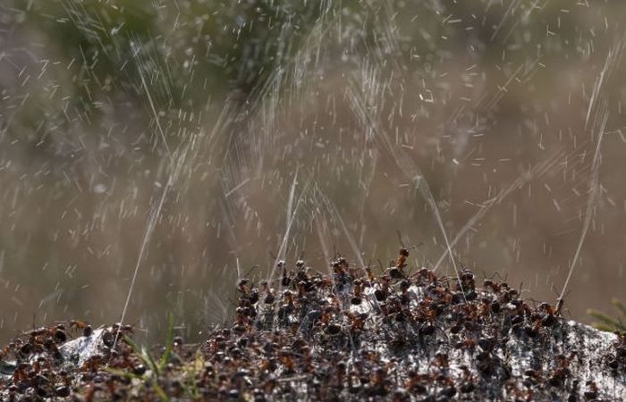 Τα μυρμήγκια ετοιμάζονται για μάχη
