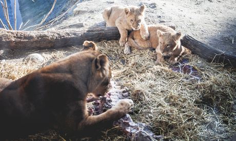 Τέσσερα λιοντάρια σκοτώθηκαν στη Δανία