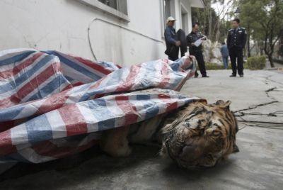 Τίγρεις θανατώνονται για την ευχαρίστηση πλούσιων Κινέζων