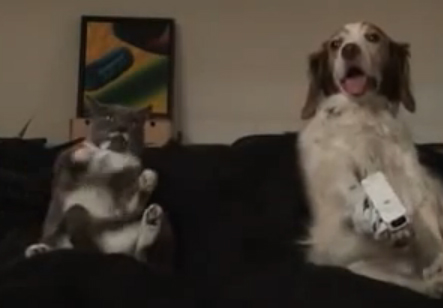 Σκύλος και γάτα παίζουν wii