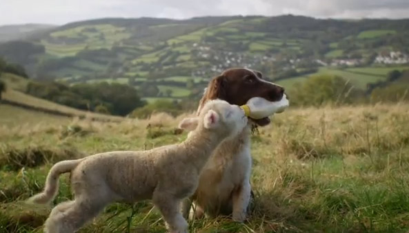 Ο σκύλος και το πρόβατο