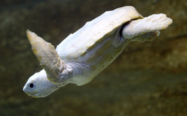 Μαθήματα κολύμβησης για το χελωνάκι αλμπίνο