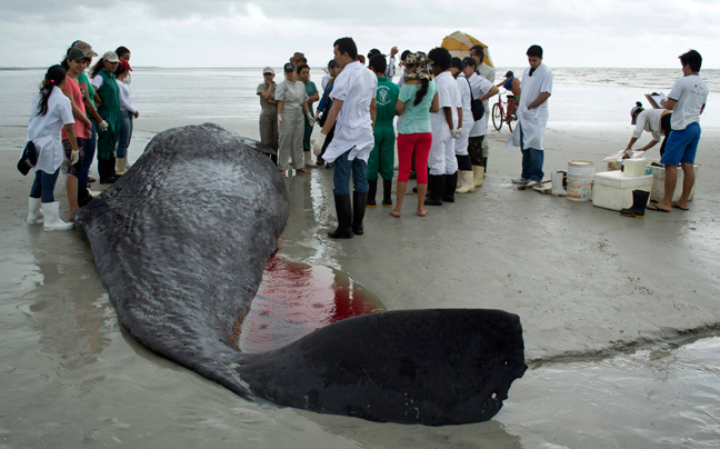 Νεκρή φάλαινα ξέβρασε η θάλασσα στη Βραζιλία