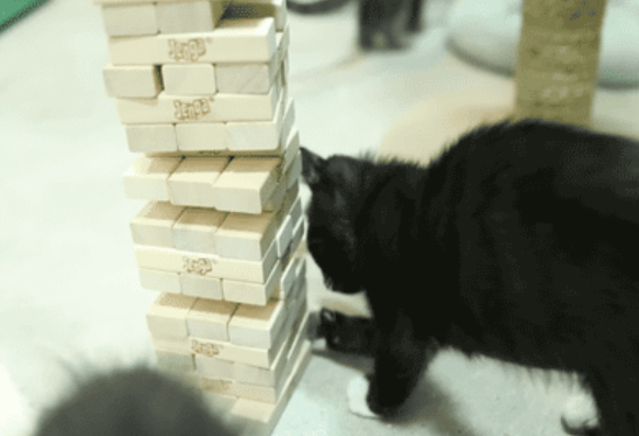Γάτα παίζει Jenga