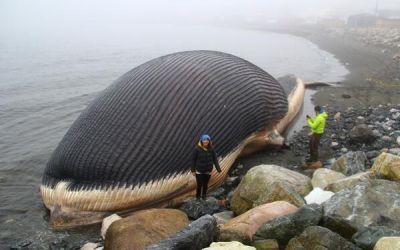 Η νεκρή φάλαινα &#8211; ωρολογιακή βόμβα σε παραλία του Καναδά