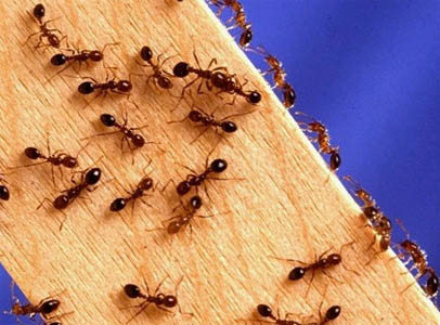 Απαλλαγείτε από τα μυρμήγκια με φυσικό τρόπο