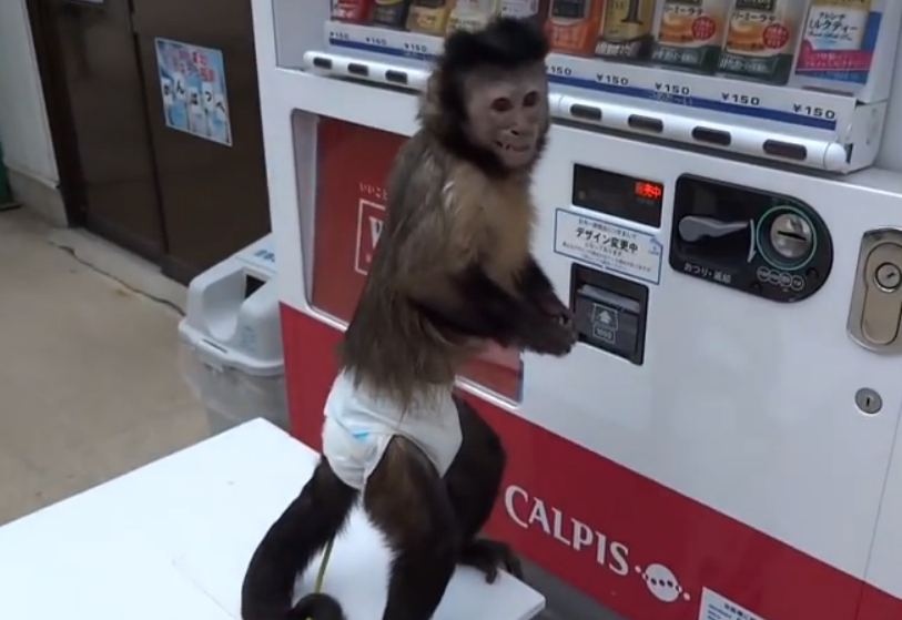 Η μαϊμού που χρησιμοποιεί τον αυτόματο πωλητή