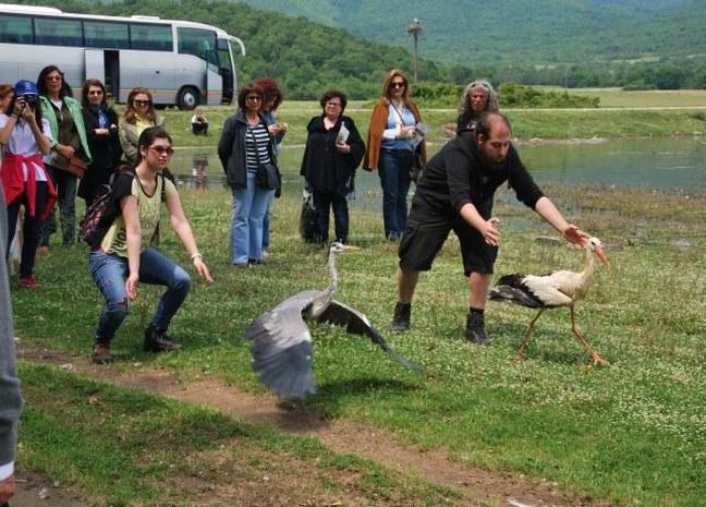Απελευθερώθηκαν 15 άγρια πουλιά στη λίμνη Κερκίνη