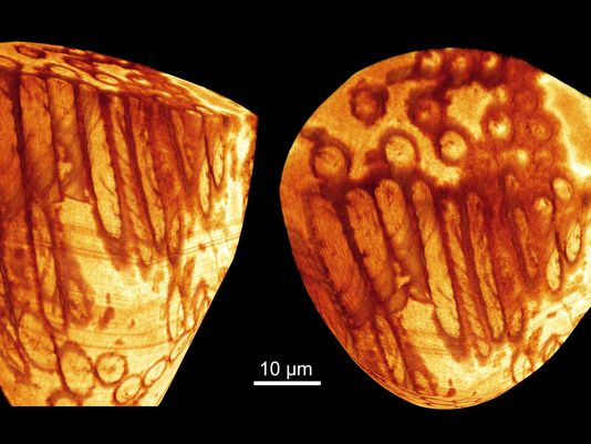 Ανακαλύφθηκε το μεγαλύτερο απολιθωμένο σπερματοζωάριο