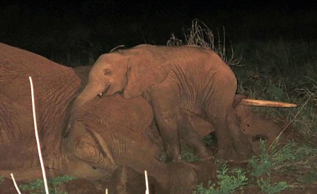 Ορφανό ελεφαντάκι αρνείται να εγκαταλείψει τη νεκρή μητέρα του