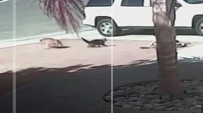 Γάτα-καμικάζι σώζει αγόρι από επίθεση σκύλου!
