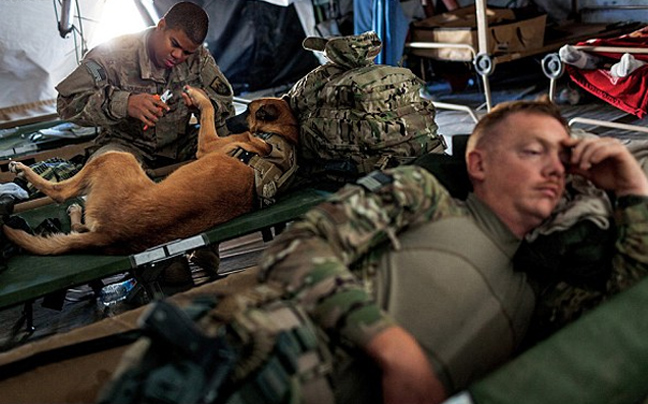 Σκύλοι-ήρωες του πολέμου