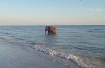 Μπάνιο στη θάλασσα για τον ελέφαντα