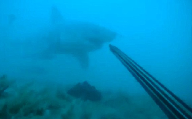 Υποβρύχια «μάχη» με έναν μεγάλο λευκό καρχαρία!