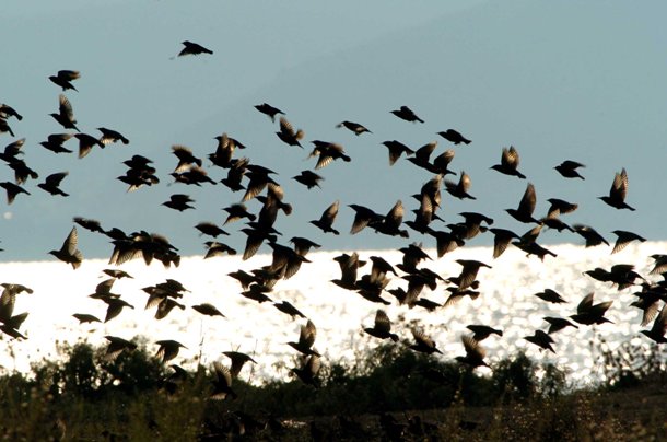 «Σφαγή» αποδημητικών πουλιών στην Κύπρο