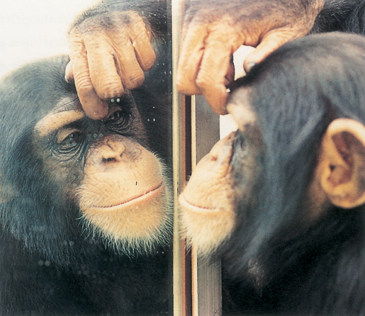 Τι βλέπουν τα ζώα σε έναν καθρέφτη