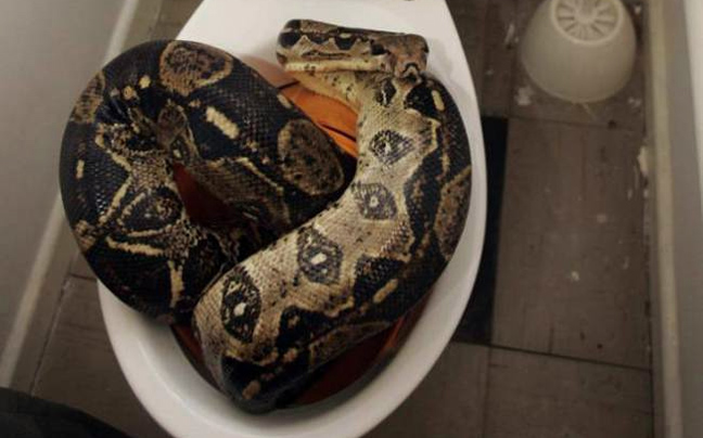 Τη δάγκωσε φίδι στην τουαλέτα της