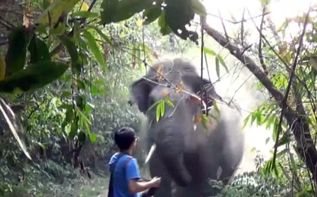 Τουρίστας σταματάει οργισμένο ελέφαντα με μια κίνηση του χεριού του!