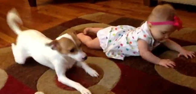 Σκύλος μαθαίνει σε μωρό να μπουσουλάει