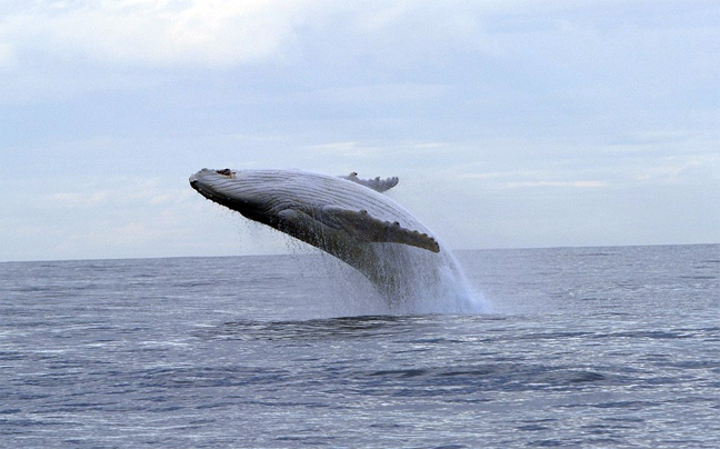 Ανησυχία για τον «Μιγκαλού», τη φάλαινα-αλμπίνο