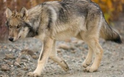 Αποδεκατίστηκε κοπάδι προβάτων από αγέλη λύκων στην Κοζάνη