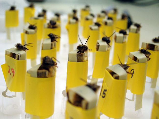  Μέλισσες-ανιχνευτές βομβών 