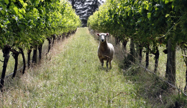  Πρόβατα ξεχορταριάζουν αμπελώνες