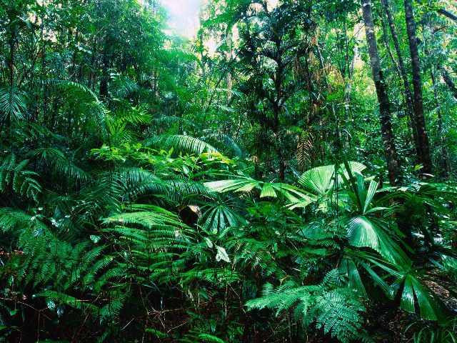 «Τα τροπικά δάση μπορεί να απελευθερώνουν άνθρακα με την υπερθέρμανση του πλανήτη»