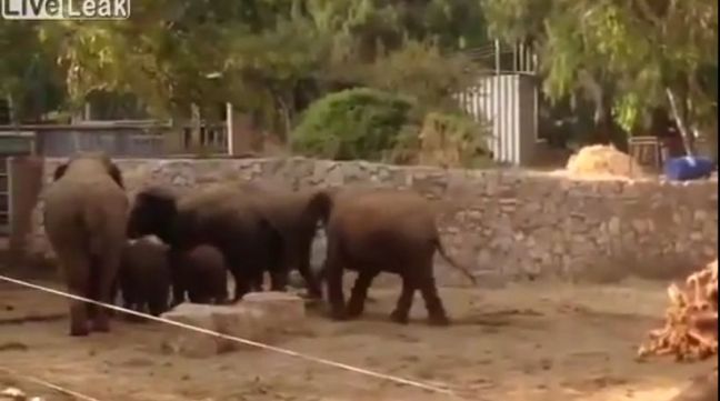 Ελέφαντες σώζουν τα μικρά τους όταν ακούνε σειρήνες βομβαρδισμών