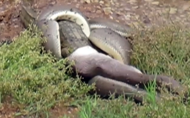 Τεράστιο φίδι έφαγε κροκόδειλο