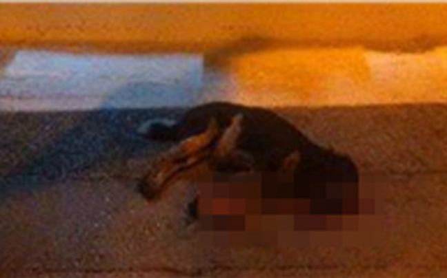 Κύμα αντιδράσεων για τον θάνατο της σκυλίτσας στην Εύβοια