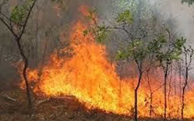 Πυρκαγιά σε δασική περιοχή στη Ρόδο