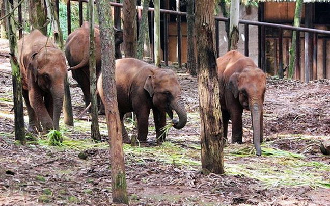 Διακινητές έκαναν τους ελέφαντες… ναρκομανείς